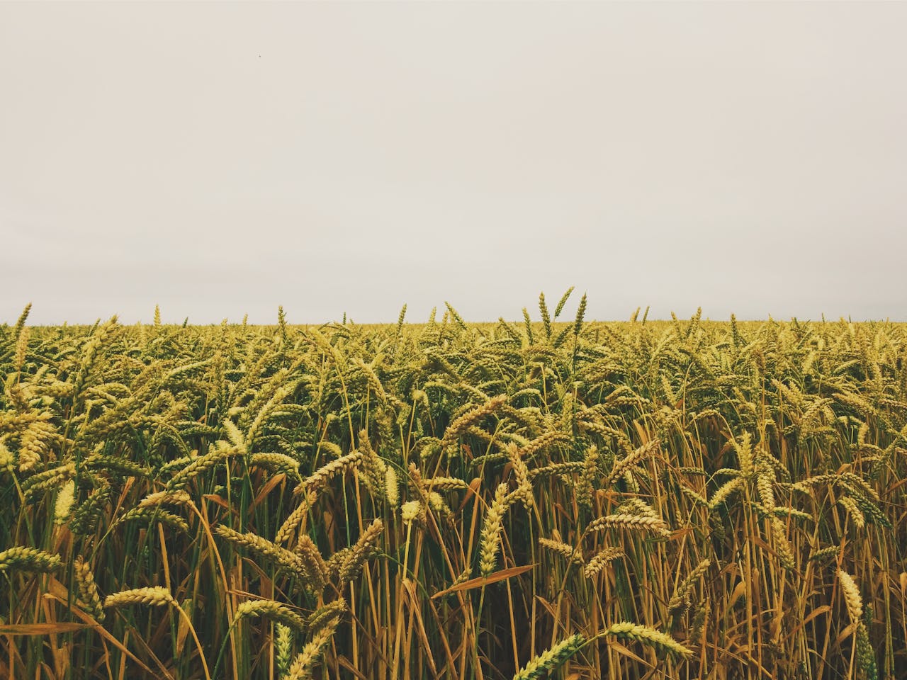 embark Expansive wheat field in Étretat, Normandie, France under an overcast sky, perfect for agricultural themes.